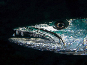 Great Barracuda, Tulamben by Doug Anderson 